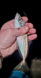 Ялта, морская рыбалка с буны на Чёрном море: ночной дропшот с тремя крючками и силиконом