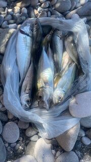 Пицунда, Кипарисовая Аллея, Чёрное море: вода прогрелась до +23, рыбка помаленьку поклёвывает