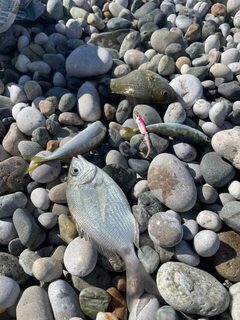 Пицунда, Кипарисовая Аллея, Чёрное море: вода прогрелась до +23, рыбка помаленьку поклёвывает
