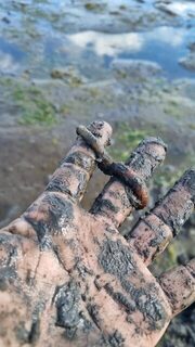 Белое море, Чупа: первая копка пескожила и нереиса