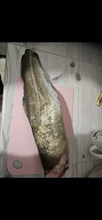 Рыбу из майской заморозки жарили 29 ноября