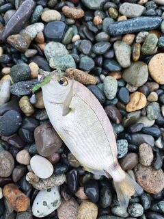 Береговой спиннинг в Квариати на Чёрном море: луфарь, карась и горбыль во время летнего отпуска