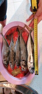 Ловля ставриды на Чёрном море далеко от самого берега