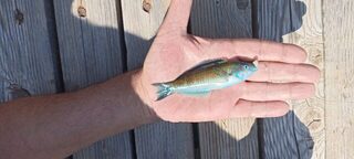Чёрное море - рыбалка с морского пирса на креветку и рыбную насадку при сильном ветре