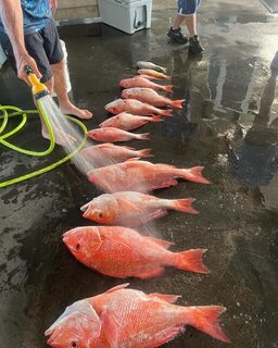 Красные луцианы из Галвестона: разложили улов и смываем водой