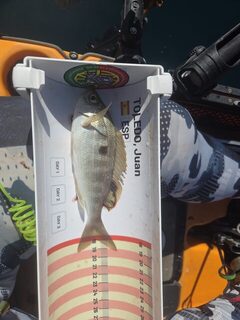 Мой улов с каяка во второй день чемпионата мира в Албуфейре