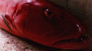 Красный групер Годжали на 16 килограммов из моря Флорес