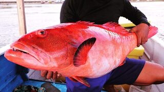 Красный групер Годжали на 16 килограммов из моря Флорес