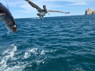 Рыболовный день в районе Лос-Кабос провели с Fast Hook Sportfishing