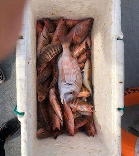 Утро на рифах Албуфейры: спокойное море и собственный обед