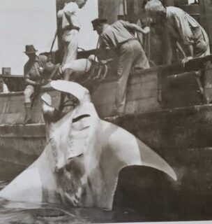 Ската подняли на траулер у Дурбана около 1920 года