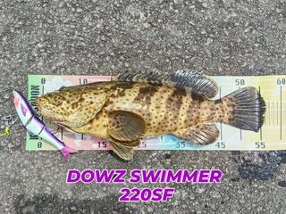 Первый тяиромарухата на Окинаве: 50 см с первого заброса DOWZ Swimmer