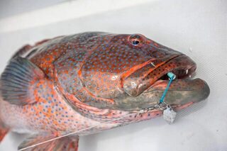 Коралловый групер у Родригеса: крючок Reefmaster HG 11/0