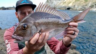 На Северном острове Новой Зеландии первый береговой выезд дал много снапперов