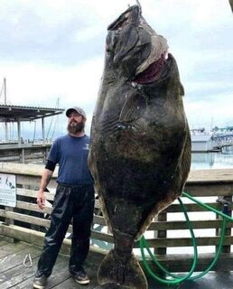 Палтус на 327 фунтов стал крупным уловом морской рыбалки на Аляске