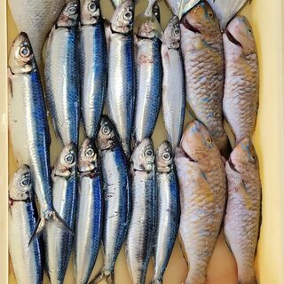 Зимнее море у Окинавы: активная рыба на сабики и в корзинчатой оснастке