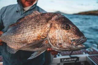 Снэппера Reeltailswithsweens отпустили после поимки в Новой Зеландии