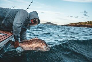 Снэппера Reeltailswithsweens отпустили после поимки в Новой Зеландии