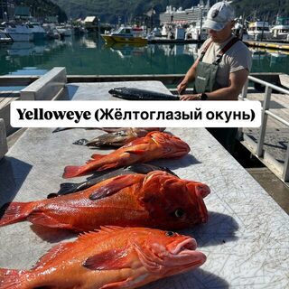 Аляска: лингкод, треска, палтус и кижуч в нашем морском улове