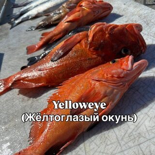 Аляска: лингкод, треска, палтус и кижуч в нашем морском улове