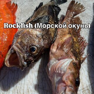 Аляска: лингкод, треска, палтус и кижуч в нашем морском улове