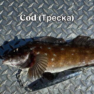 Аляска: лингкод, треска, палтус и кижуч в нашем морском улове