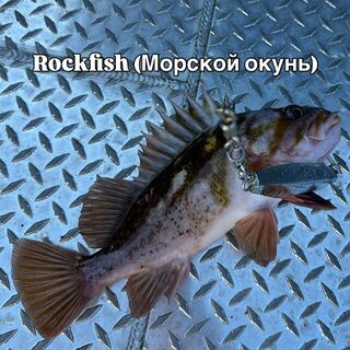 Аляска: лингкод, треска, палтус и кижуч в нашем морском улове