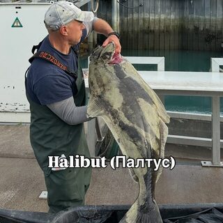Аляска: лингкод, треска, палтус и кижуч в нашем морском улове