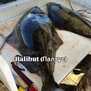 Аляска: лингкод, треска, палтус и кижуч в нашем морском улове