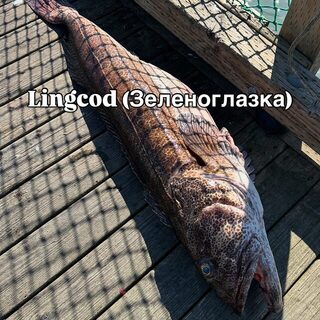 Аляска: лингкод, треска, палтус и кижуч в нашем морском улове