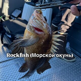 Аляска: лингкод, треска, палтус и кижуч в нашем морском улове