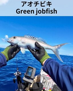 Тридцать пятый улов 2025 года: Green jobfish с каяка