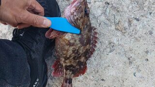 Первая разрешенная ночь на волноломе Чодо: ставрида и ужин из улова