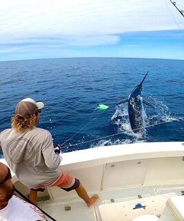 Голубой марлин у кормы: морской выход Peak Sportfishing в Эксмуте