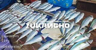 Сэндо после ночных кальмаров: около шестидесяти сериол для 14 гостей