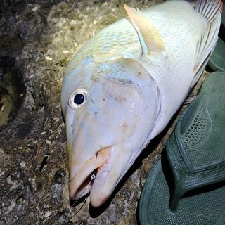 Таманы Долфина 55-60 см на мясо мурены за ночь у Окинавы