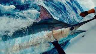 Еще одна рыба на 400 фунтов с ловли на Азорской банке