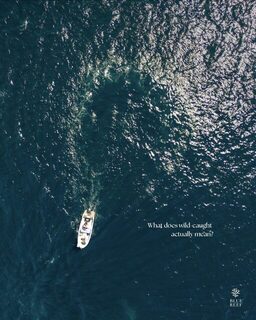 Ручная снасть для коралловой форели Blue Reef на Большом Барьерном рифе