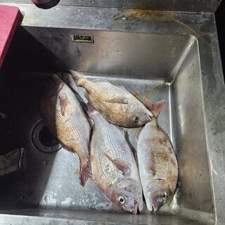 На корейской рыбалке поймали красного морского леща чамдома