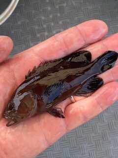 На Хайнане со скромным уловом оценили морскую рыбалку глазами клиента