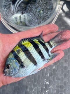 На Хайнане со скромным уловом оценили морскую рыбалку глазами клиента