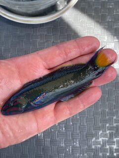 На Хайнане со скромным уловом оценили морскую рыбалку глазами клиента