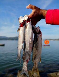 На рассвете у берега Фетхие дождались хорошего клева