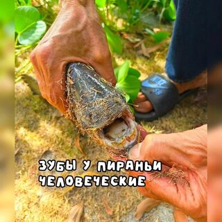 На озере в Муйне взяли около 30 кг рыбы, Александре попался змееголов