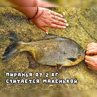 На озере в Муйне взяли около 30 кг рыбы, Александре попался змееголов