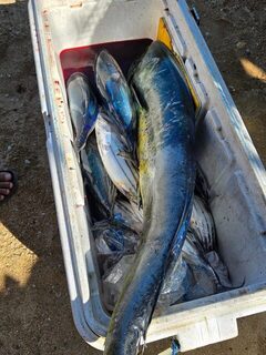 26 августа у Санура вышли на большой лодке Sanur Fishing Charter