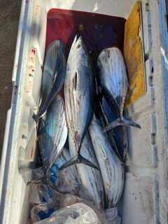 26 августа у Санура вышли на большой лодке Sanur Fishing Charter