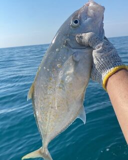 Серебристая морская рыба в улове лодочного выхода у Бахрейна