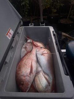 Десять снэпперов и два морских петуха у Коромандела вместо рекордной рыбы