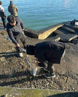 Форель в Батумском порту: сообщение о разрыве сетей рыбхозяйства